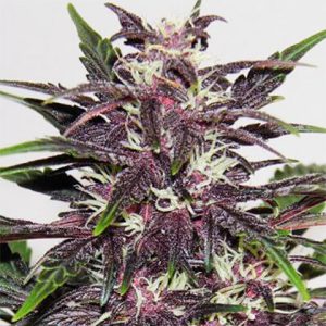 Purple Kush Photo Fem-2832