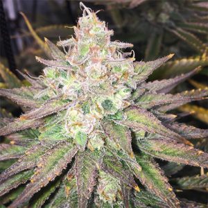 Strawberry Banana Photo Fem-0
