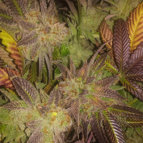 Sunset Sherbet Photo Fem-4222