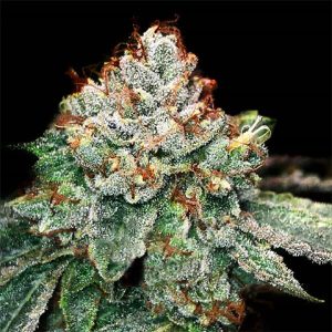 Ice Cream Cake SFV OG Photo Fem-0