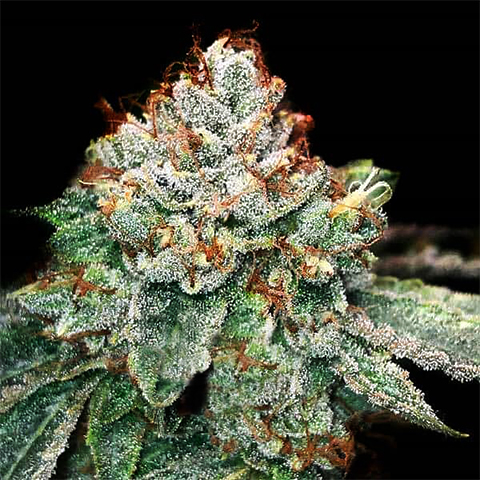Ice Cream Cake SFV OG Photo Fem-0