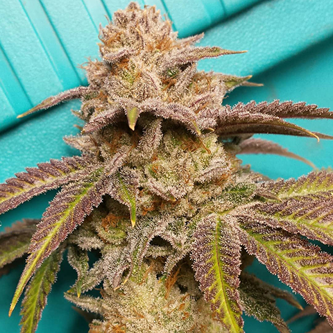 Ice Cream Cake SFV OG Photo Fem-2188