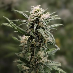 Island Skunk Fast Photo Fem-0