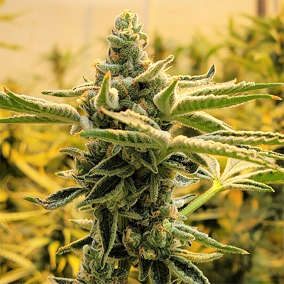 Jack Herer Primate Glue Auto Fem-0