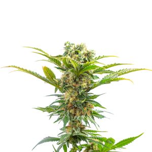 Jack Herer Photo Fem-0