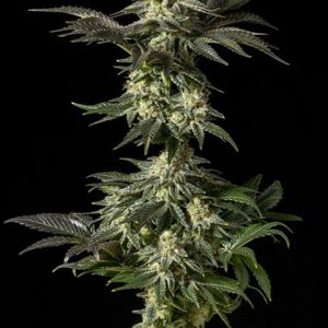 Jack Herer Photo Reg-0