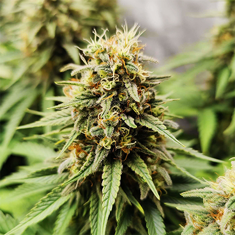 Jack Herer Photo Reg-2635