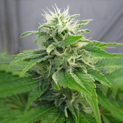 Jack Herer's Widow Auto Fem-0