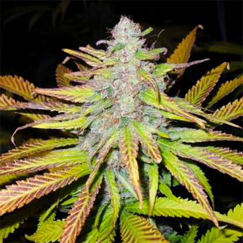 Jack Horror Photo Fem-0