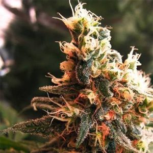 Jack Horror Photo Fem-2144