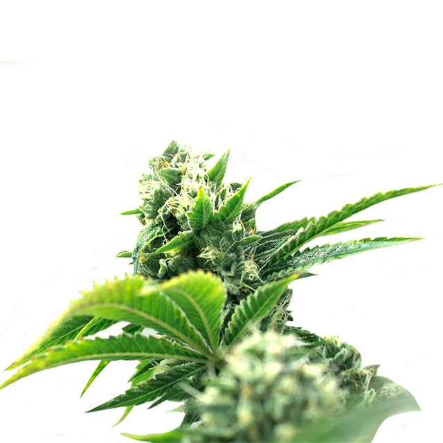 Jack's Skunk Photo Fem-0