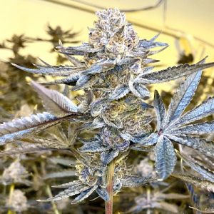 Jealousy Photo Fem-2116