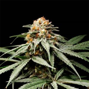 Jony Pot Pineapple Sherbet Photo Reg-0