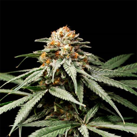 Jony Pot Pineapple Sherbet Photo Reg-0