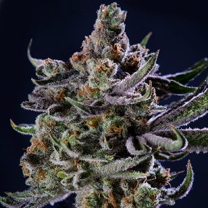 Jungle Breath Photo Fem-0