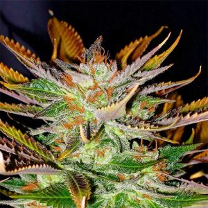 Kosher Tangerine Photo Fem-0