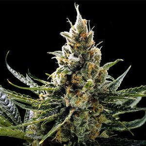 Kosher Tangie Photo Reg-0