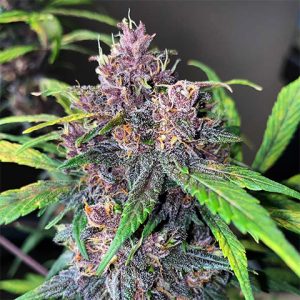 Kush Mints Photo Reg-0