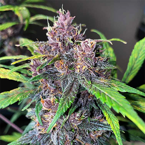 Kush Mints Photo Reg-0