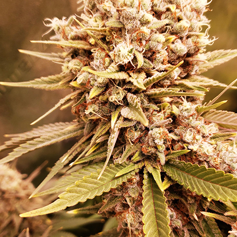 Kushberry Photo Fem-0