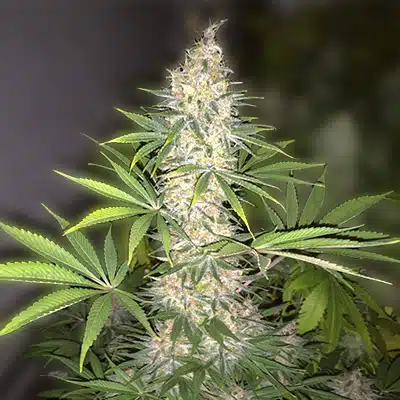 LA Confidential Auto Fem