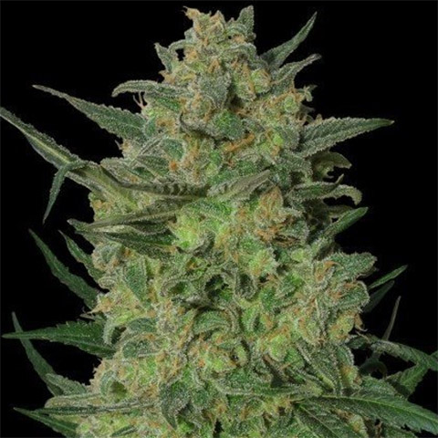 LSD Photo Fem-3290