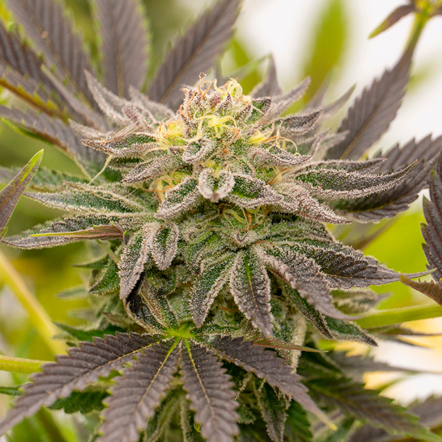 Lavender Photo Fem-0