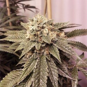 Fire OG Photo Fem-2909