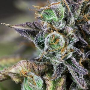 Gelato Photo Fem-4211