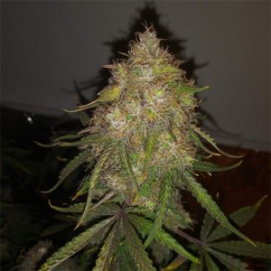 Gold Leaf Photo Fem-3049