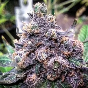 Grandaddy Purple Photo Fem-3022