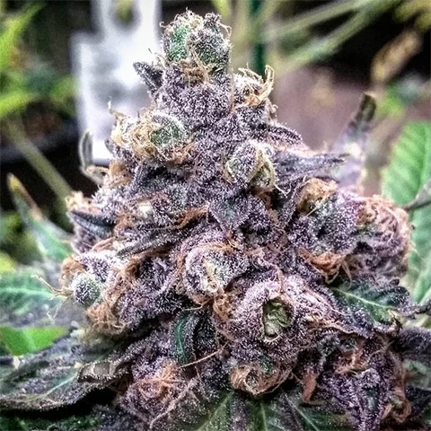 Grandaddy Purple Photo Fem-3022