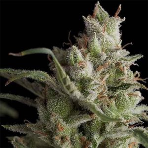 OG Kush Auto Fem-3931