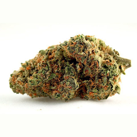 Skunk1 Photo Fem-3206