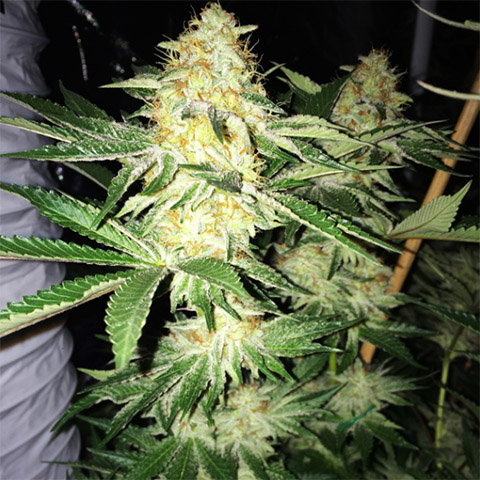 Stardawg Photo Fem-3719