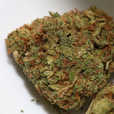 Super Lemon Haze Photo Fem-2871