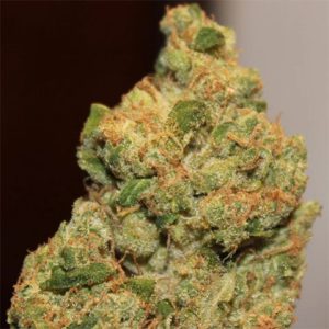 3 Kings Photo Fem-3091