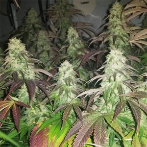 Afghan Kush Photo Fem-3952