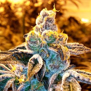 Candyland Peyote Photo Fem-4273