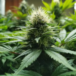 Jack Herer Cookies Photo Fem-3663