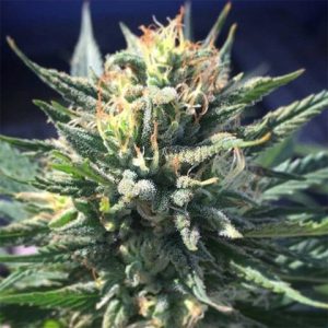 Lowryder Auto Fem-3037