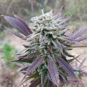Purple Haze Photo Fem-2973