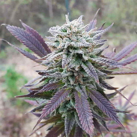 Purple Haze Photo Fem-2973