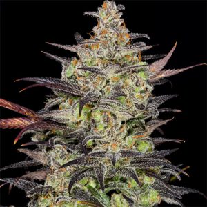 Shiskaberry Photo Fem-0