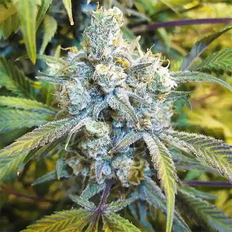 Super Silver Haze Photo Fem-4153