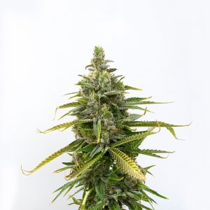 Legend OG Photo Fem-0