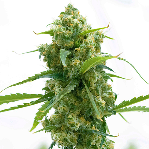 Lemon Diesel Photo Fem-0
