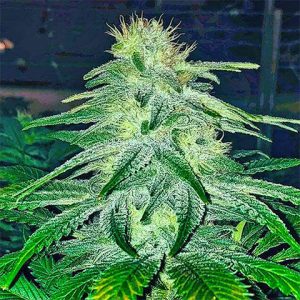 Lemon Diesel Photo Fem-3018