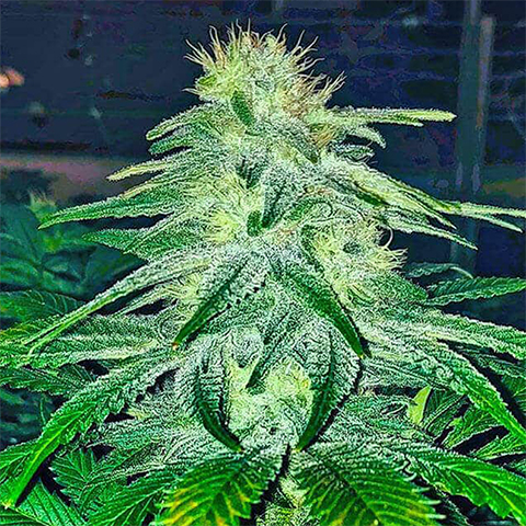 Lemon Diesel Photo Fem-3018
