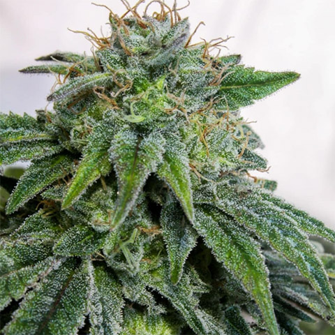 Sister Glue Lemon Photo Fem-4060